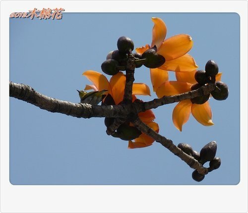 木棉花與小精靈們26.jpg