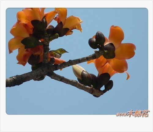 木棉花與小精靈們27.jpg