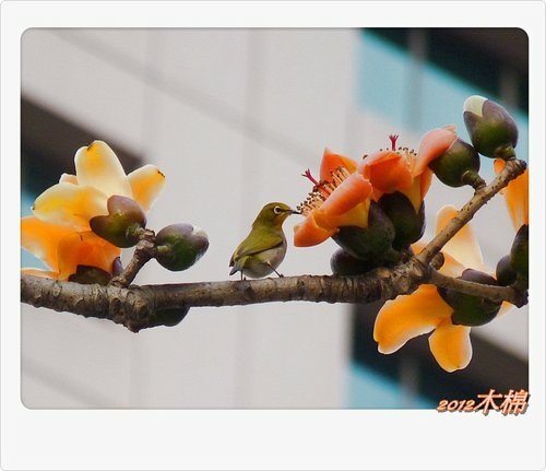 木棉花與小精靈們29.jpg