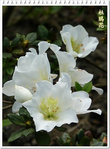 2012杜鵑花02.jpg