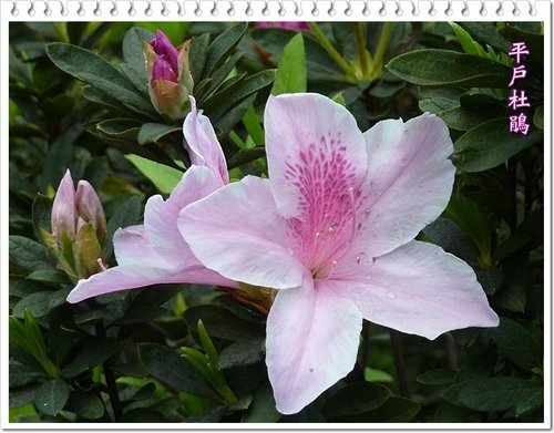 2012杜鵑花03.jpg