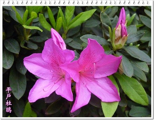 2012杜鵑花04.jpg