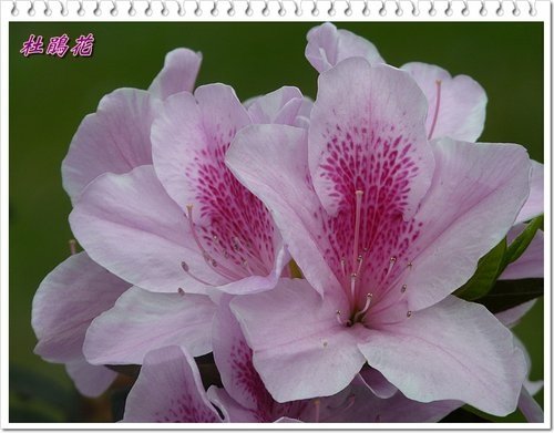 2012杜鵑花05.jpg