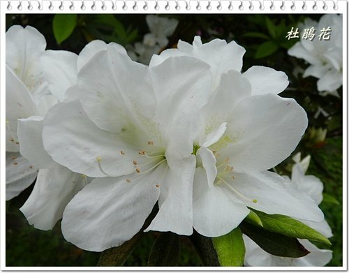 2012杜鵑花06.jpg