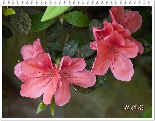 2012杜鵑花07.jpg