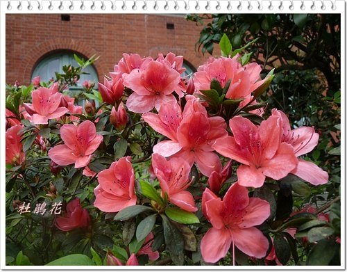 2012杜鵑花08.jpg