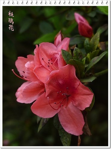 2012杜鵑花09.jpg
