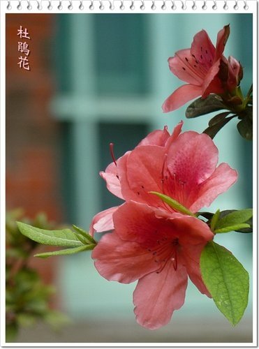 2012杜鵑花10.jpg