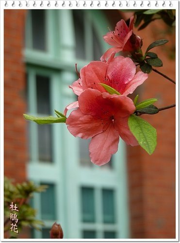 2012杜鵑花11.jpg