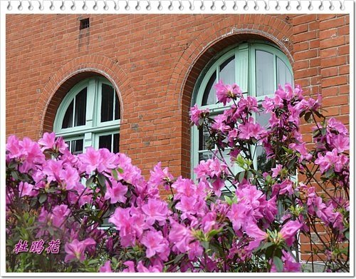 2012杜鵑花12.jpg