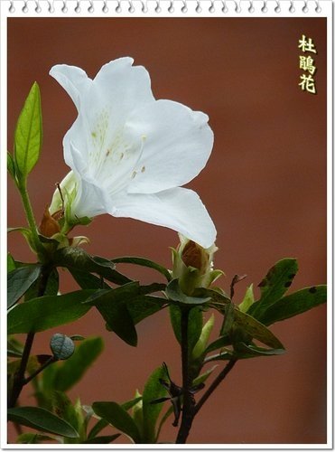 2012杜鵑花13.jpg