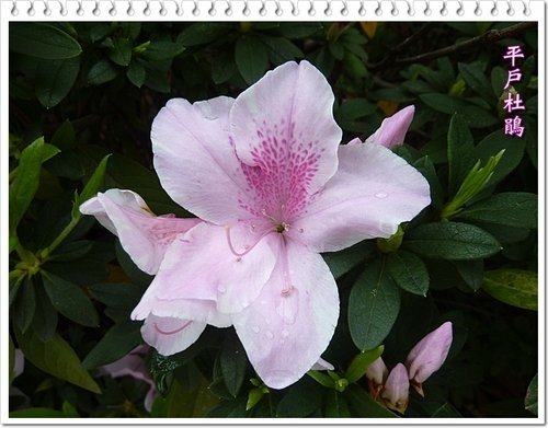 2012杜鵑花14.jpg