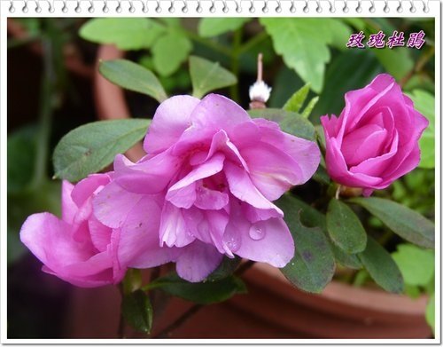 2012杜鵑花15.jpg