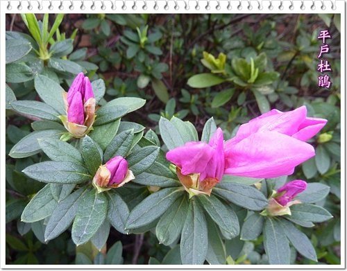 2012杜鵑花16.jpg