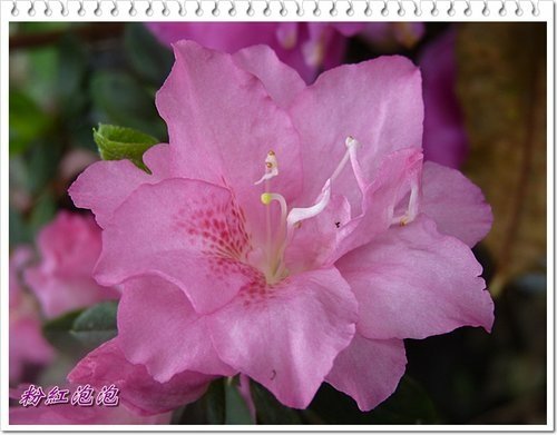 2012杜鵑花17.jpg