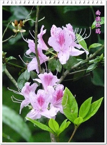 2012杜鵑花18.jpg
