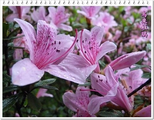 2012杜鵑花19.jpg