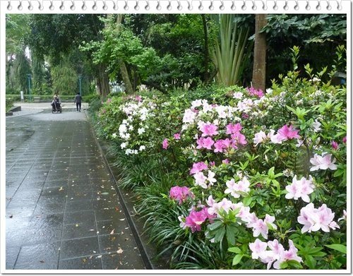 2012杜鵑花20.jpg