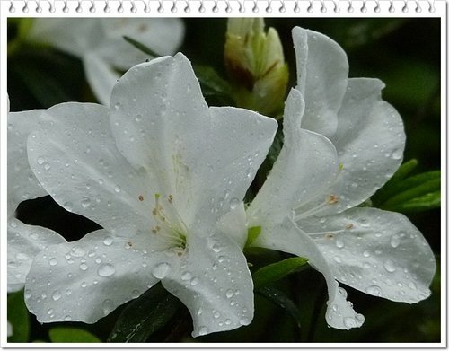 2012杜鵑花21.jpg