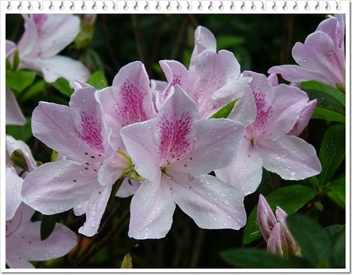 2012杜鵑花22.jpg