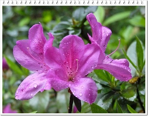 2012杜鵑花23.jpg
