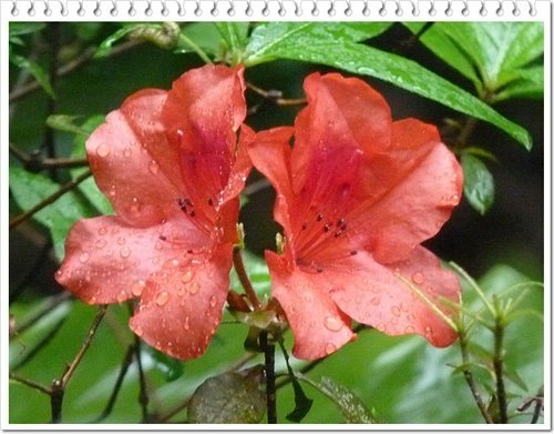 2012杜鵑花24.jpg