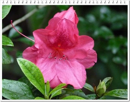 2012杜鵑花25.jpg
