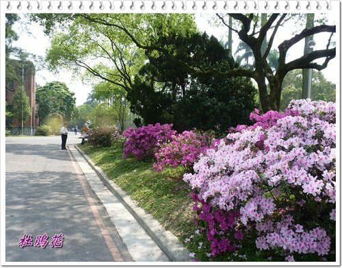 2012杜鵑花27.jpg