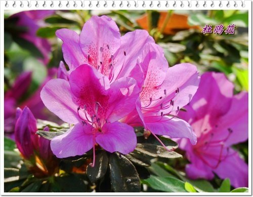 2012杜鵑花28.jpg