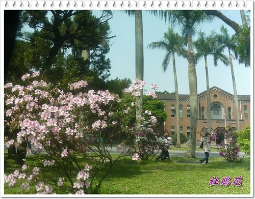 2012杜鵑花30.jpg