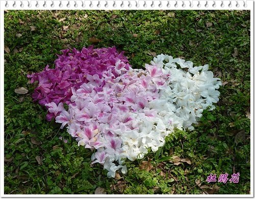 2012杜鵑花31.jpg