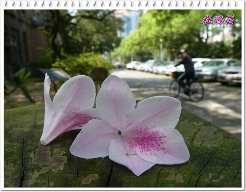 2012杜鵑花32.jpg