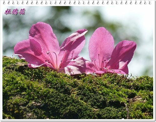 2012杜鵑花33.jpg