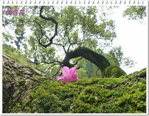 2012杜鵑花35.jpg