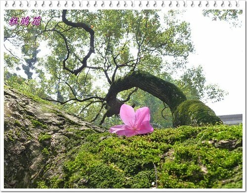 2012杜鵑花36.jpg