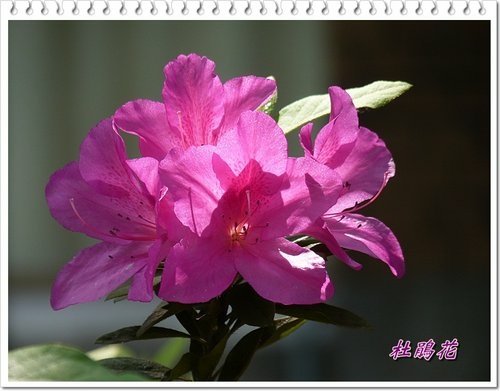 2012杜鵑花37.jpg