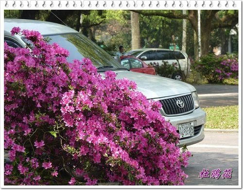 2012杜鵑花39.jpg