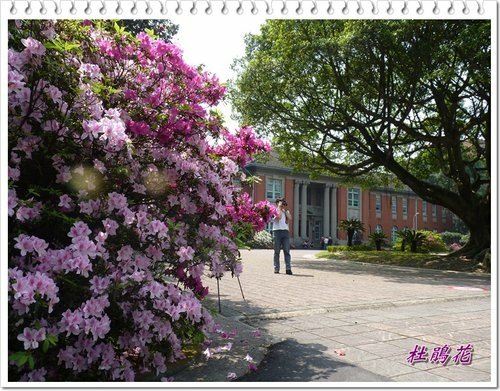 2012杜鵑花42.jpg