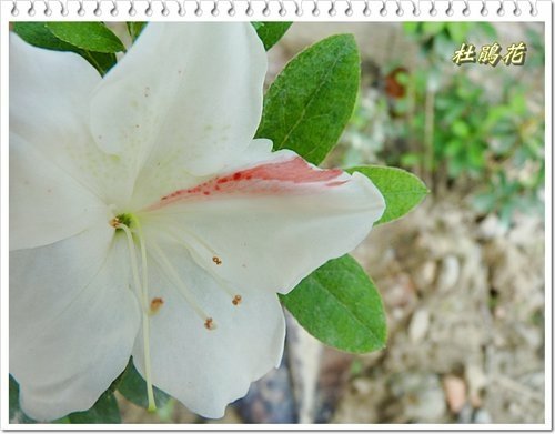 2012杜鵑花43.jpg