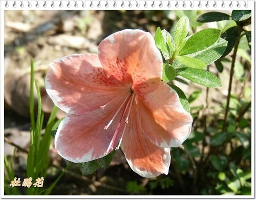 2012杜鵑花44.jpg