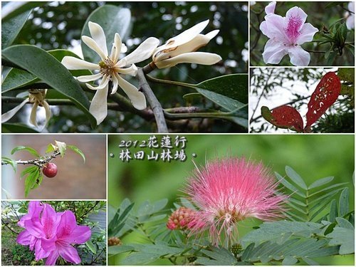 2012花蓮之旅~林田山林業文化園區26.jpg