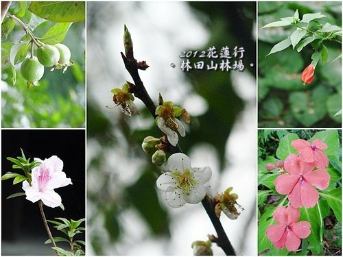 2012花蓮之旅~林田山林業文化園區27.jpg