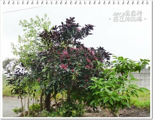 2012花蓮之旅~盛夏的軌跡09.jpg