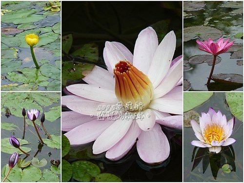 2012花蓮之旅~盛夏的軌跡17.jpg