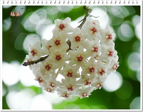2012毬蘭%26;蜀葵04.jpg