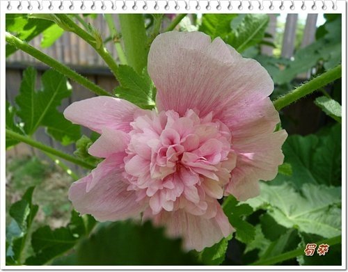 2012毬蘭%26;蜀葵06.jpg