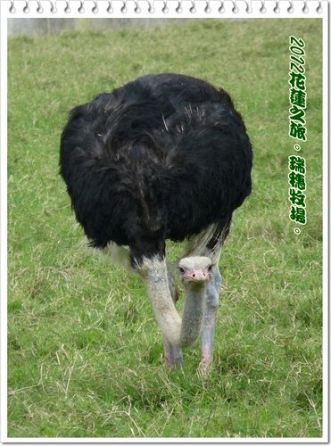 2012花蓮之旅~~瑞穗牧場%26;公正街包子02.jpg
