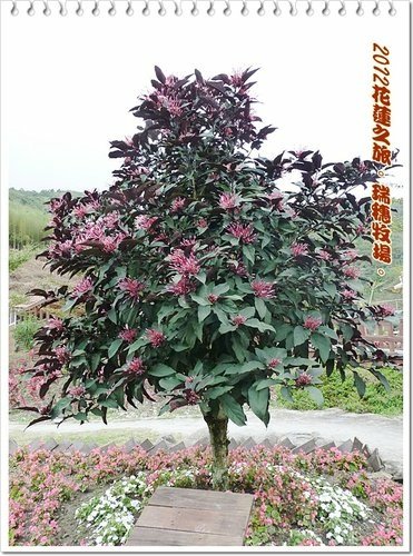 2012花蓮之旅~~瑞穗牧場%26;公正街包子04.jpg