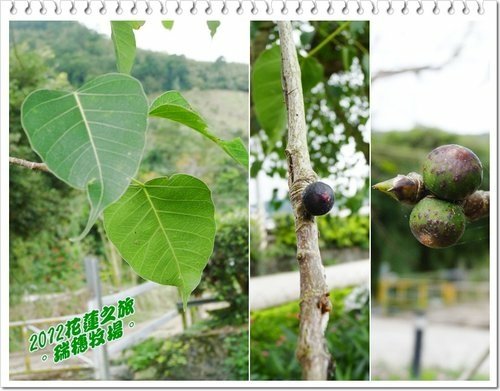 2012花蓮之旅~~瑞穗牧場%26;公正街包子07.jpg