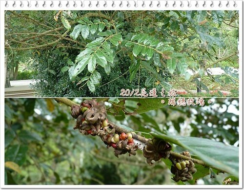 2012花蓮之旅~~瑞穗牧場%26;公正街包子08.jpg